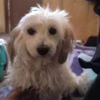 واگذاری رایگان