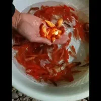 ماهی قرمز ۳بند و چهار بند وپنج بند