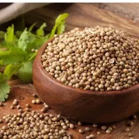 گشنیز به صورت نقد خرید