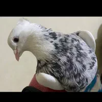 9عدد طوقی با یک جوجه تازه دون خور شده