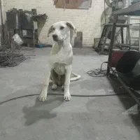 سگ  خراسانی