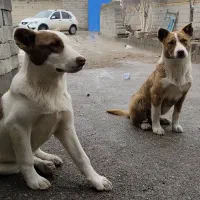 سگ پیت بول|سگ|هشترود, |دیوار