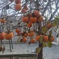 خرمالو|خوردنی و آشامیدنی|نوشین شهر, |دیوار