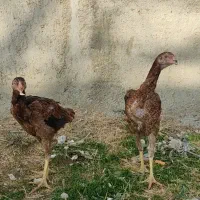 سه عدد جوجه 4ماه درج یک نصل دار معاوضه هم دارم