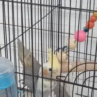 عروس هلندی خونگی بهشرت حرف زدن|پرنده|قرچک, شهرک طلائیه|دیوار