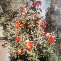 تور یکروزه