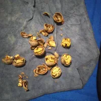 فروش گردو وبادام درجه یک شیرین