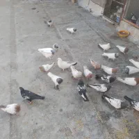 کبوتر|پرنده|میانه, |دیوار