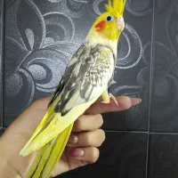 عروس هلندی در رنگ های مختلف دستی