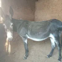 الاغ ماده