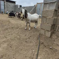 بره وکهره ماده