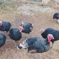 بوقلمون نر ارگانیک|حیوانات مزرعه|سیلوانه, |دیوار