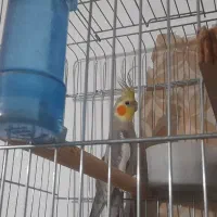 عروس هلندی|پرنده|حمیدیا, |دیوار