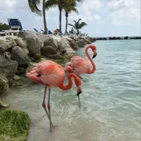 تور+ بلیط+ اقامت کیش**صبحانه نهار شام