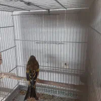 فروش یک عدد سهره قناری|پرنده|فردیس, شهرک شهید حسینی|دیوار