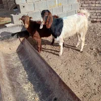 دو عدد یکساله جنس دار فروشی