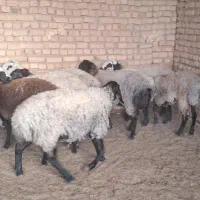 شیشک ابستن  جنس چالی