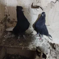 کفتر زاغ دم سفید|پرنده|مشهد, شهرک بهارستان|دیوار