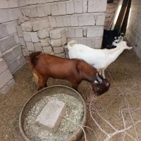 فروش چند عدد نری و کیسه چاق
