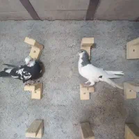 گرفتنی|پرنده|شیراز, کوشک میدان|دیوار