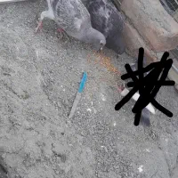 المانی و رنگه