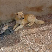 سگ‌سرابی‌دو‌رگ