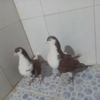 کبوتر|پرنده|زهک, |دیوار