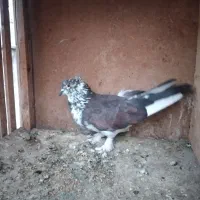 کبوتر نامبر وان