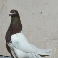 کله زر اویناخ