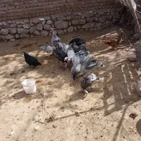 بوقلمون