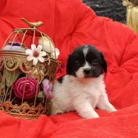 واگذاری توله سگ پاکوتاه بصورت رایگان|سگ|تبریز, |دیوار