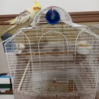 عروس هلندی دستی|پرنده|ماهدشت, |دیوار