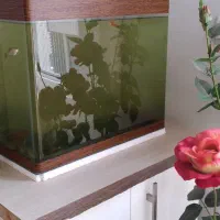 آکواریوم حرفه ای لبه خم|ماهی|قزوین, |دیوار