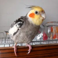 عروس هلندی گمشده