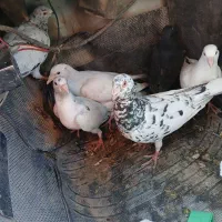 هفرنگ|پرنده|سبزوار, غرب نیروگاه|دیوار