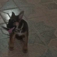 سگ ژرمن 5ماهه