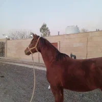 اسب مادیان/بدون اخلاق بد/جوان