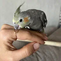 عروس هلندی