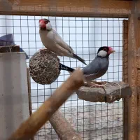 فنچ نرگسی