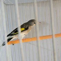 سهره گلبسر|پرنده|مشهد, شهرک شهید باهنر|دیوار