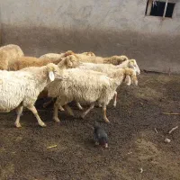 گوسفند  در دام