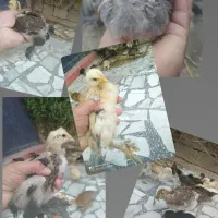 جوجه محلی