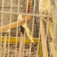 عروس هلندی جفت بالغ|پرنده|ری, ظهیرآباد|دیوار