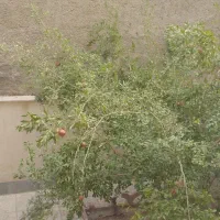 خانه