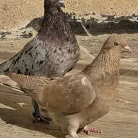 کفترسرور|پرنده|قم, آزادگان|دیوار
