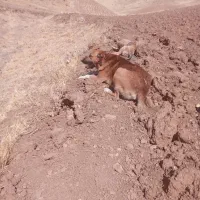 سلام سگ گله ی ۲سال