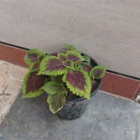 فروش گل وگیاه