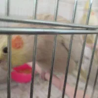 عروس هلندی ماده