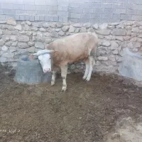 گاو شیری و گوشتی سیمینتال