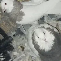 چند عدد کبوتر|پرنده|دهدشت, |دیوار